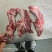 羔羊寸骨羊蝎子鲜货冷冻发货常年供应，可以对接全国
