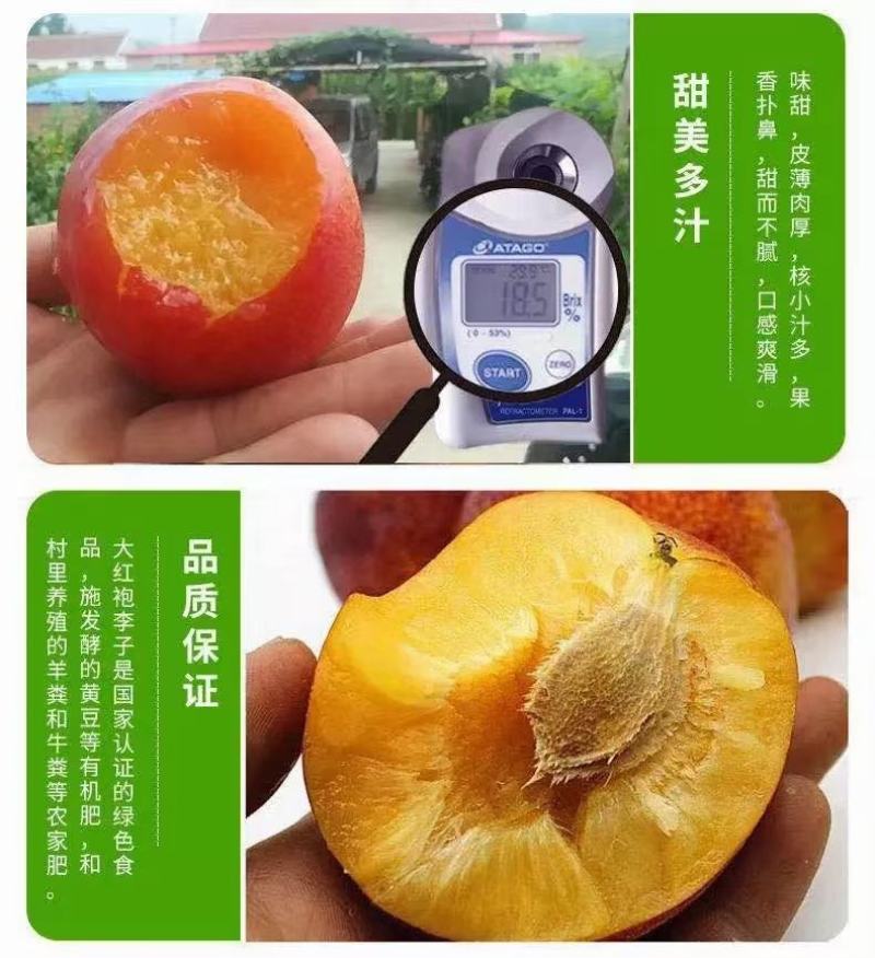 大红袍李子55以上下树拔袋质量好