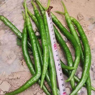 二荆条大量上市，需要的老板联系。价格美丽