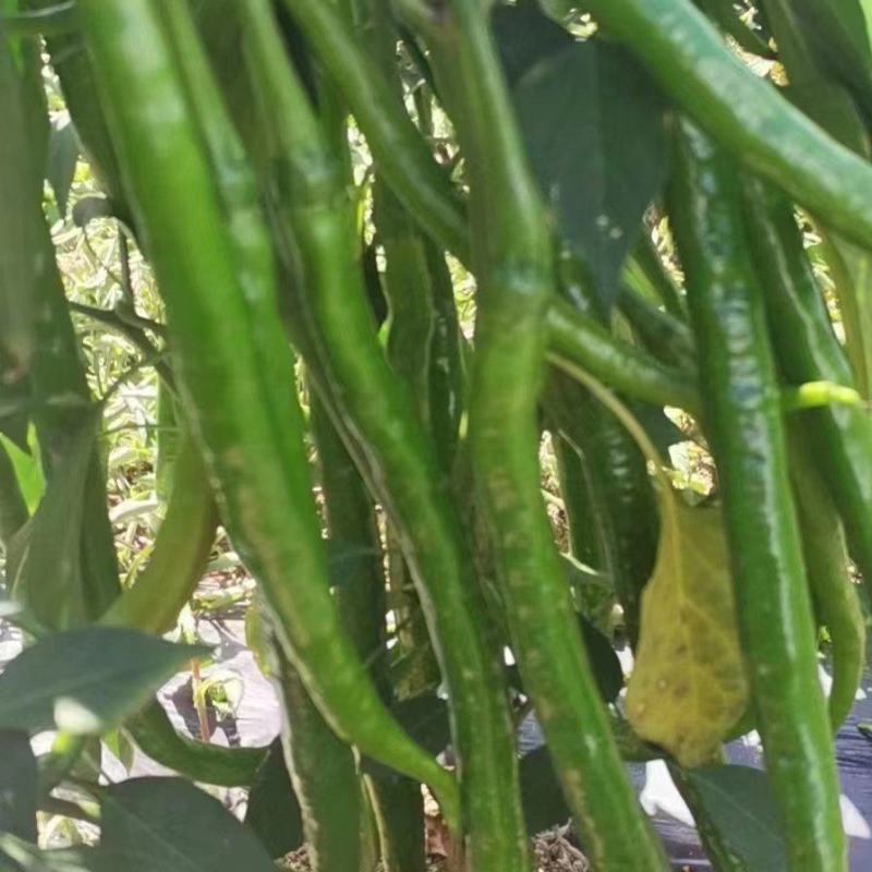 二荆条大量上市，需要的老板联系。价格美丽