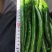 二荆条大量上市，需要的老板联系。价格美丽