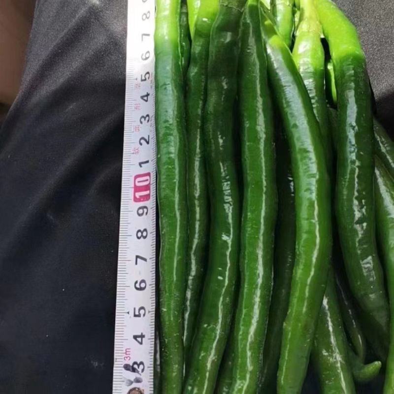 二荆条大量上市，需要的老板联系。价格美丽