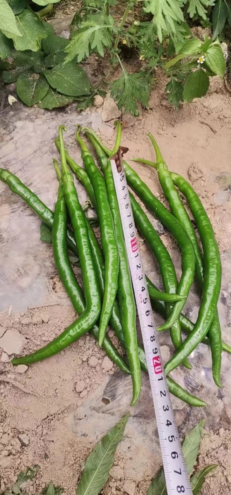 二荆条大量上市，需要的老板联系。价格美丽