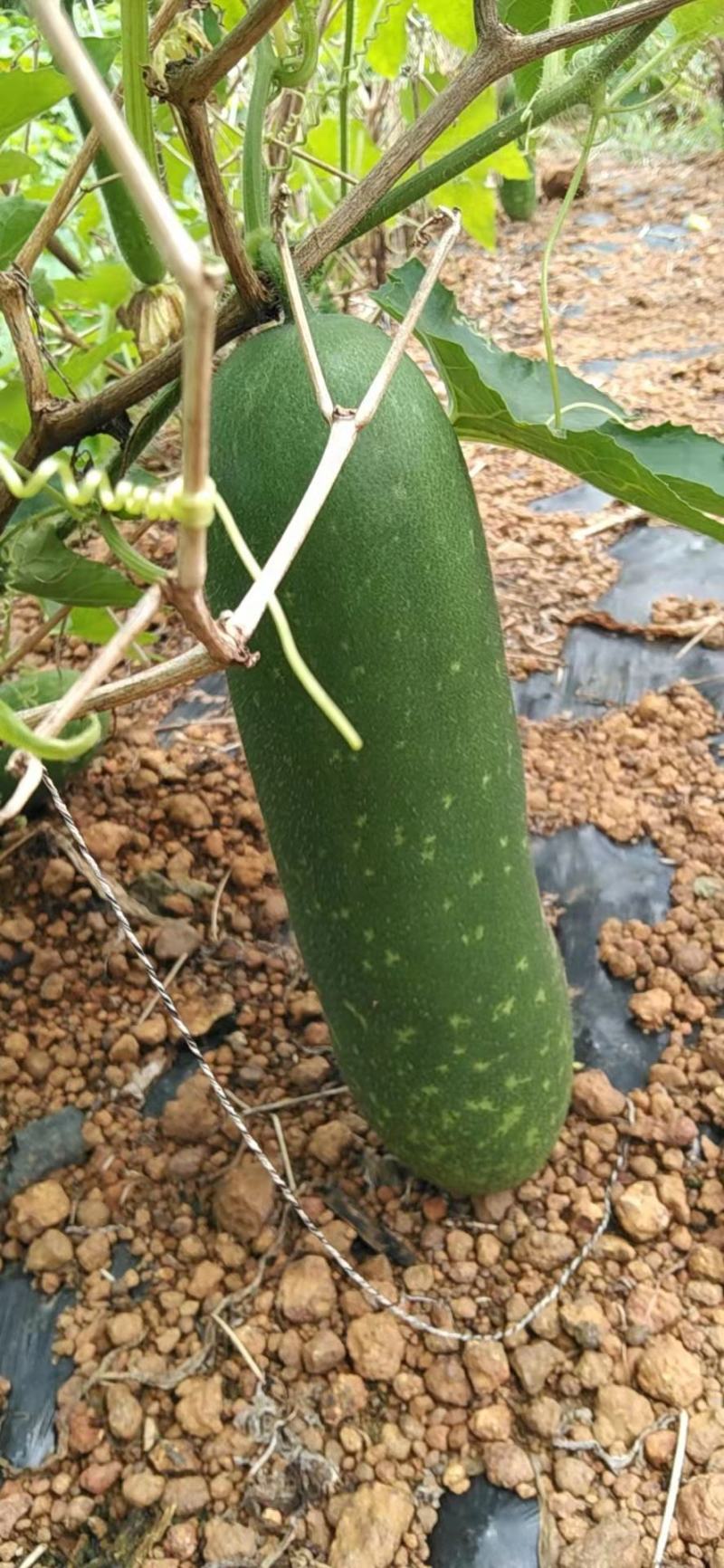 大量供应横县小冬瓜毛节瓜冬瓜仔地瓜小地冬瓜