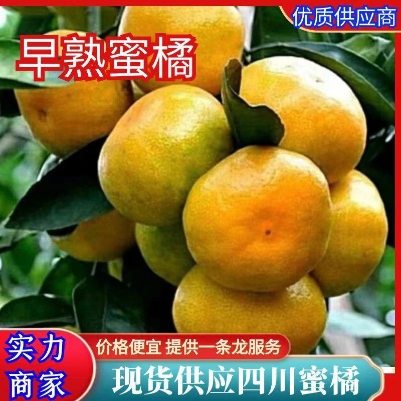 四川蜜桔；，甜味汁多，可视频看货产地实力代办为你服务