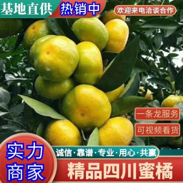蜜桔：纯甜化渣，果肉细腻汁多水份足，实力代办为你服务