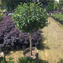 含笑花苗香妃花树浓香型四季花卉植物庭院阳台当年开花四季青