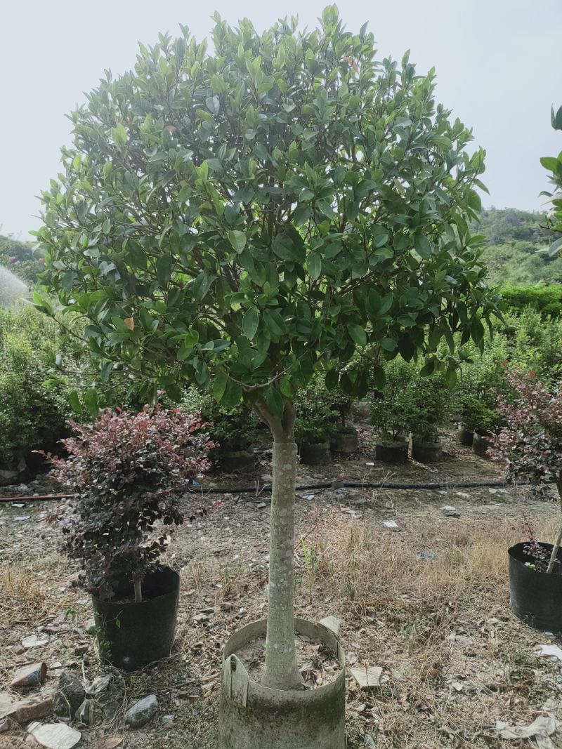 含笑花苗香妃花树浓香型四季花卉植物庭院阳台当年开花四季青