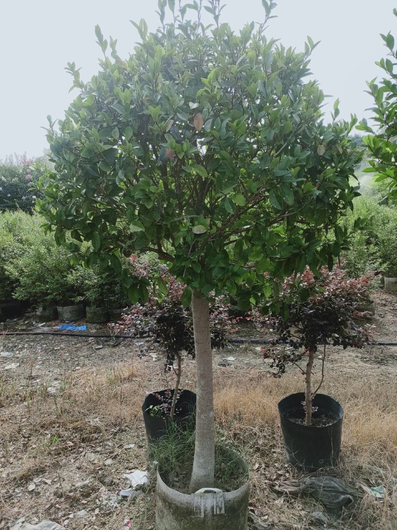 含笑花苗香妃花树浓香型四季花卉植物庭院阳台当年开花四季青