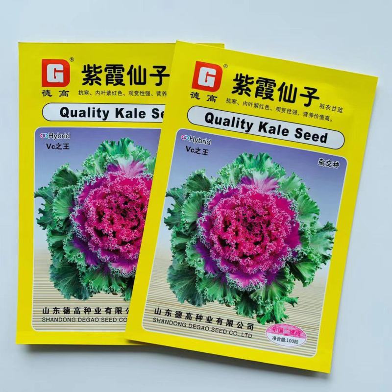 食用紫红色羽衣甘蓝籽秋季耐寒早熟越冬稀有四季蔬菜孢子营养