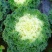 食用紫红色羽衣甘蓝籽秋季耐寒早熟越冬稀有四季蔬菜孢子营养