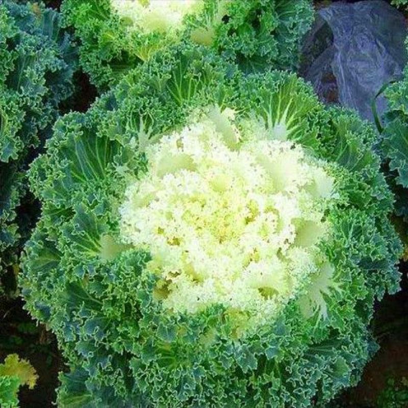 食用紫红色羽衣甘蓝籽秋季耐寒早熟越冬稀有四季蔬菜孢子营养
