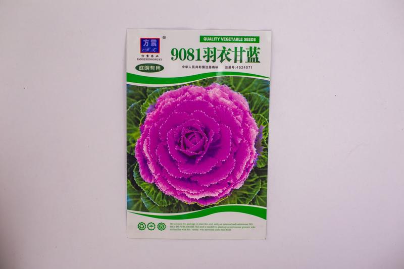 食用紫红色羽衣甘蓝籽秋季耐寒早熟越冬稀有四季蔬菜孢子营养