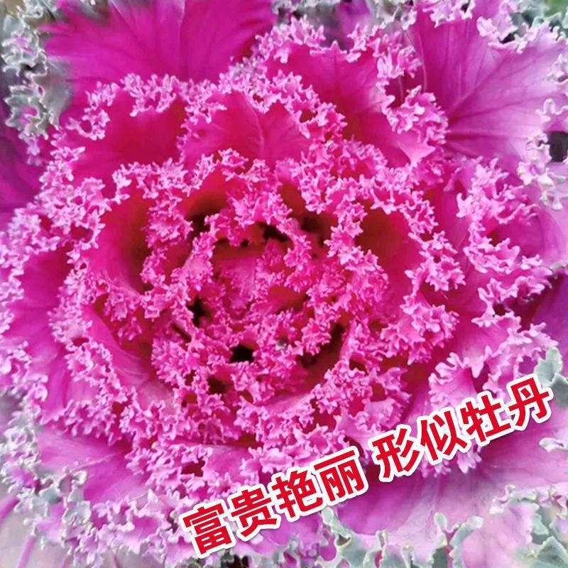 食用紫红色羽衣甘蓝籽秋季耐寒早熟越冬稀有四季蔬菜孢子营养