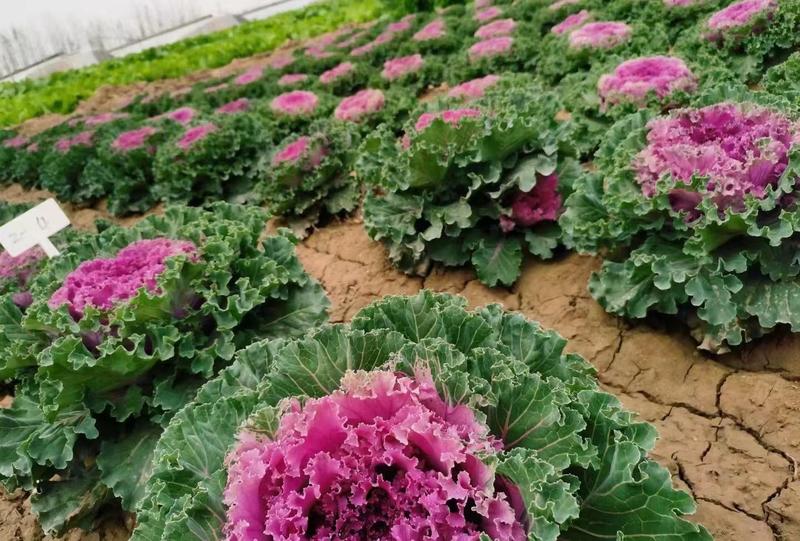 食用紫红色羽衣甘蓝籽秋季耐寒早熟越冬稀有四季蔬菜孢子营养