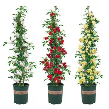 红木香花苗七里香庭院攀爬盆栽植物浓香型红木香黄木香白木香