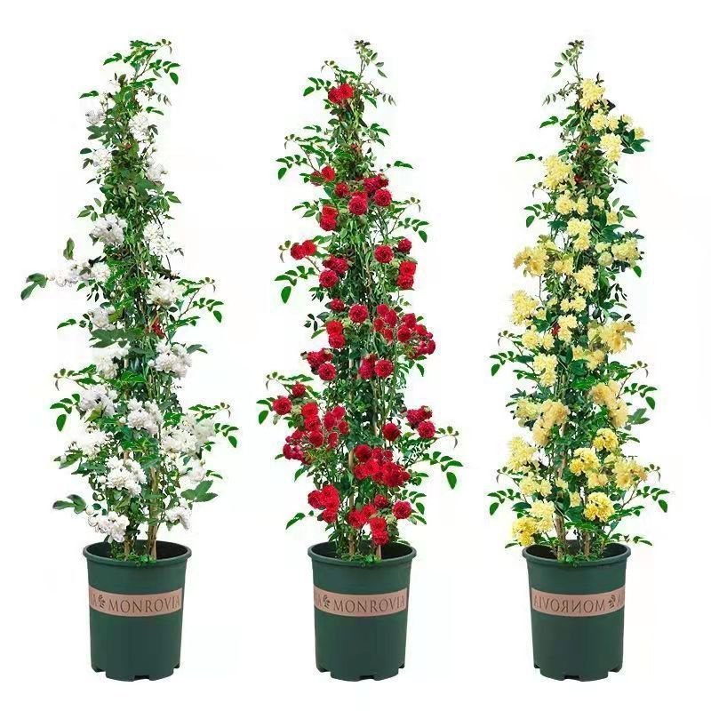 红木香花苗七里香庭院攀爬盆栽植物浓香型红木香黄木香白木香