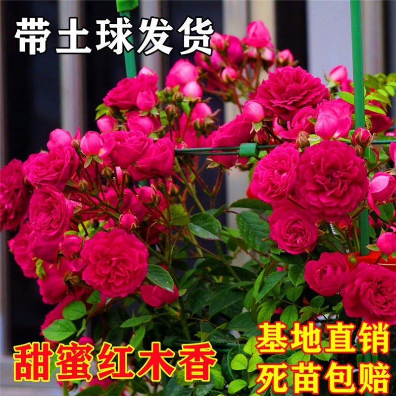 红木香花苗七里香庭院攀爬盆栽植物浓香型红木香黄木香白木香