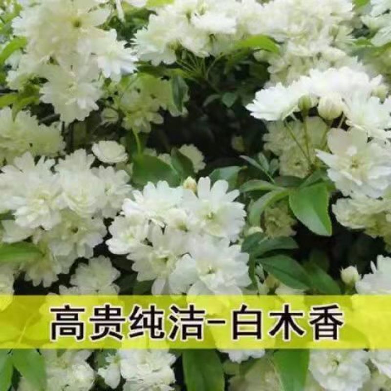 红木香花苗七里香庭院攀爬盆栽植物浓香型红木香黄木香白木香