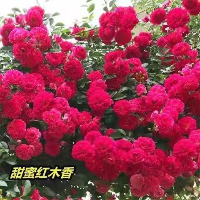 红木香花苗七里香庭院攀爬盆栽植物浓香型红木香黄木香白木香