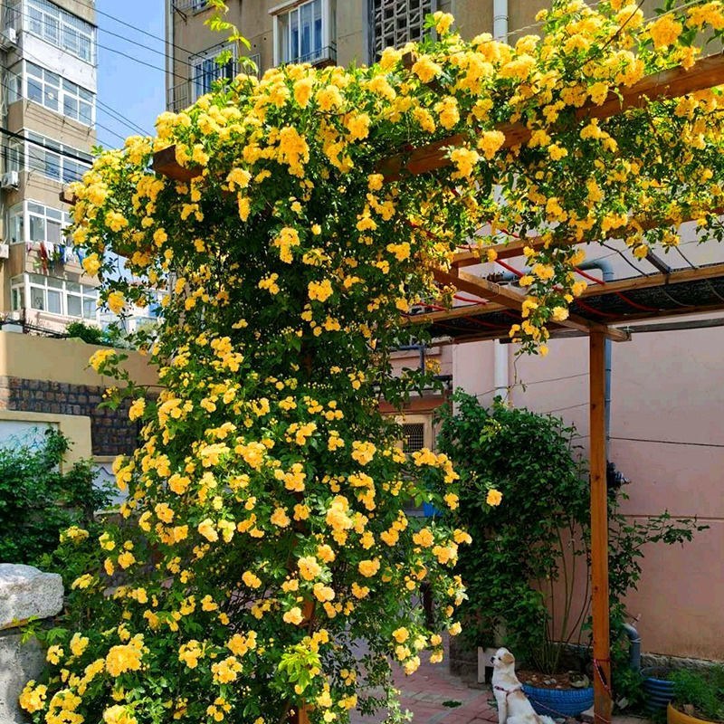 红木香花苗七里香庭院攀爬盆栽植物浓香型红木香黄木香白木香