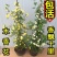红木香花苗七里香庭院攀爬盆栽植物浓香型红木香黄木香白木香