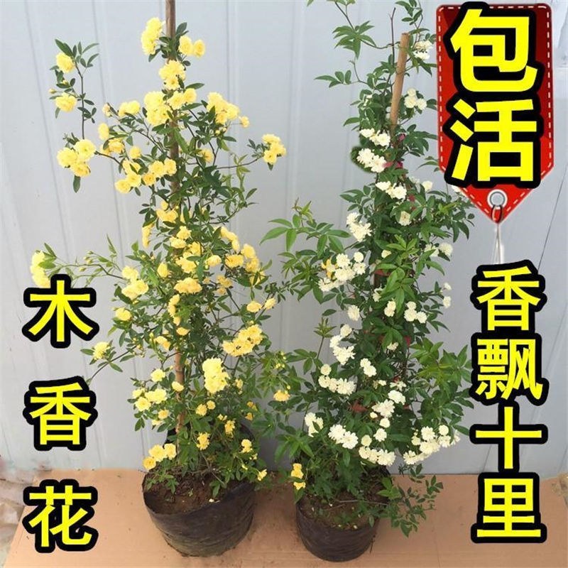 红木香花苗七里香庭院攀爬盆栽植物浓香型红木香黄木香白木香