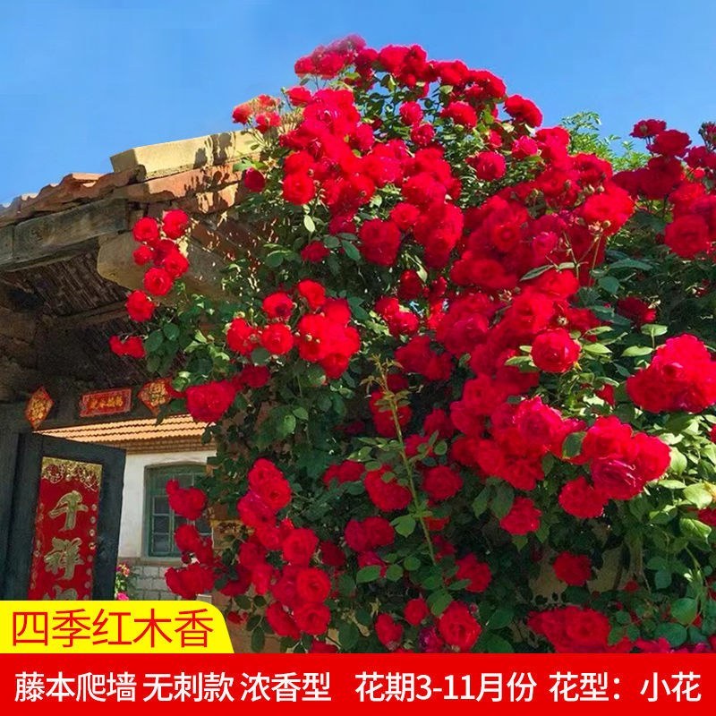 红木香花苗七里香庭院攀爬盆栽植物浓香型红木香黄木香白木香