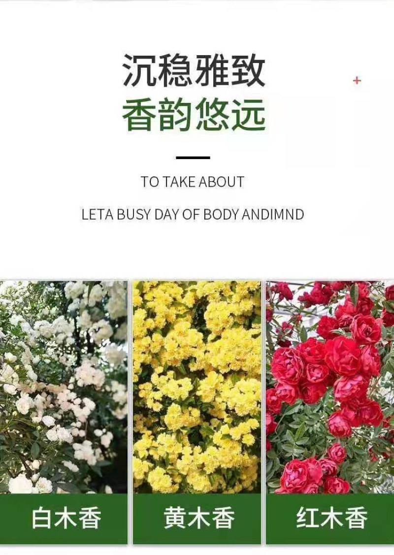 红木香花苗七里香庭院攀爬盆栽植物浓香型红木香黄木香白木香