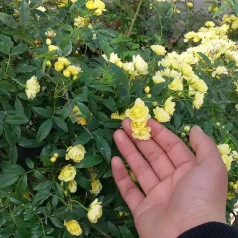 红木香花苗七里香庭院攀爬盆栽植物浓香型红木香黄木香白木香