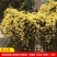 红木香花苗七里香庭院攀爬盆栽植物浓香型红木香黄木香白木香