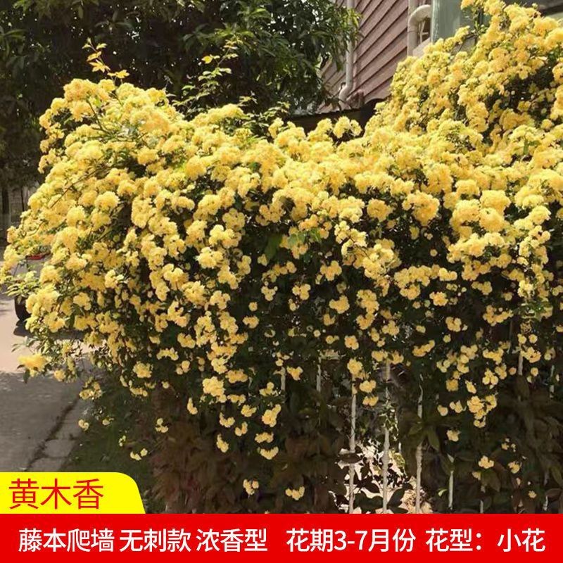 红木香花苗七里香庭院攀爬盆栽植物浓香型红木香黄木香白木香