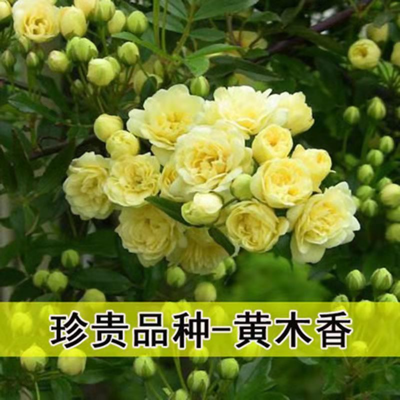 红木香花苗七里香庭院攀爬盆栽植物浓香型红木香黄木香白木香