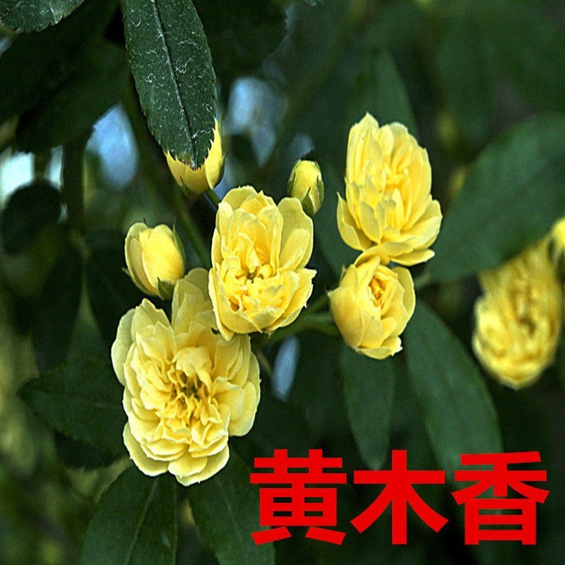 红木香花苗七里香庭院攀爬盆栽植物浓香型红木香黄木香白木香