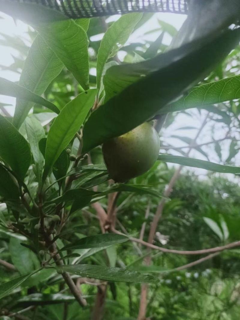 鹤仙堂蛋黄果嫁接苗正宗鸡蛋果树苗名贵鹤仙桃，嫁接苗