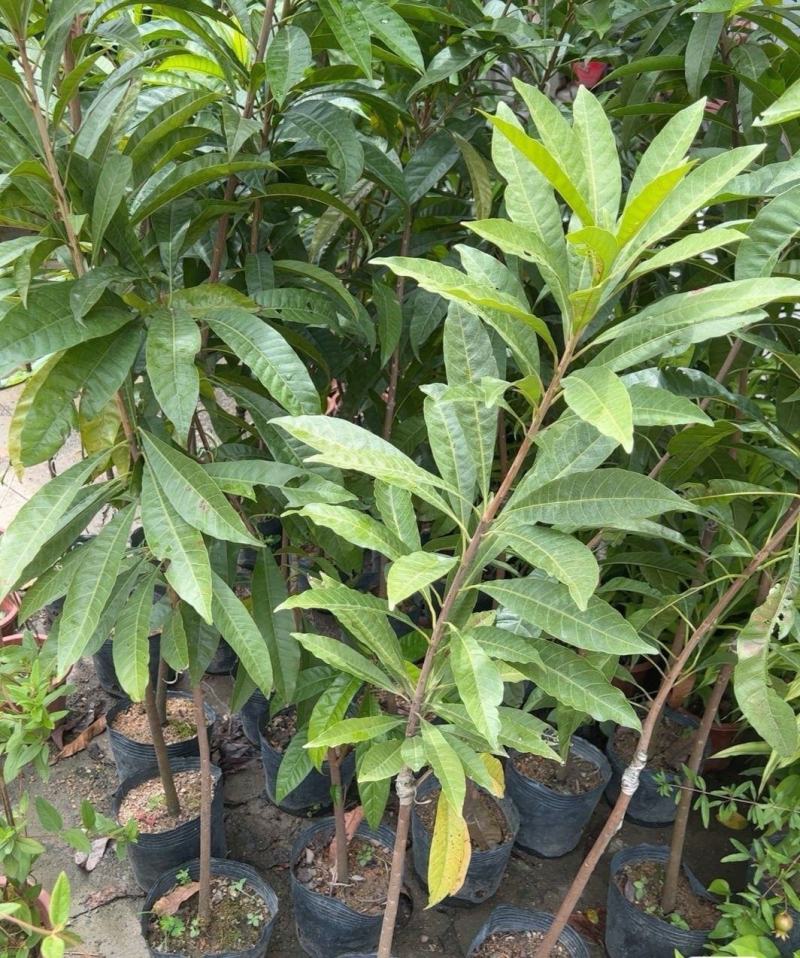 鹤仙堂蛋黄果嫁接苗正宗鸡蛋果树苗名贵鹤仙桃，嫁接苗