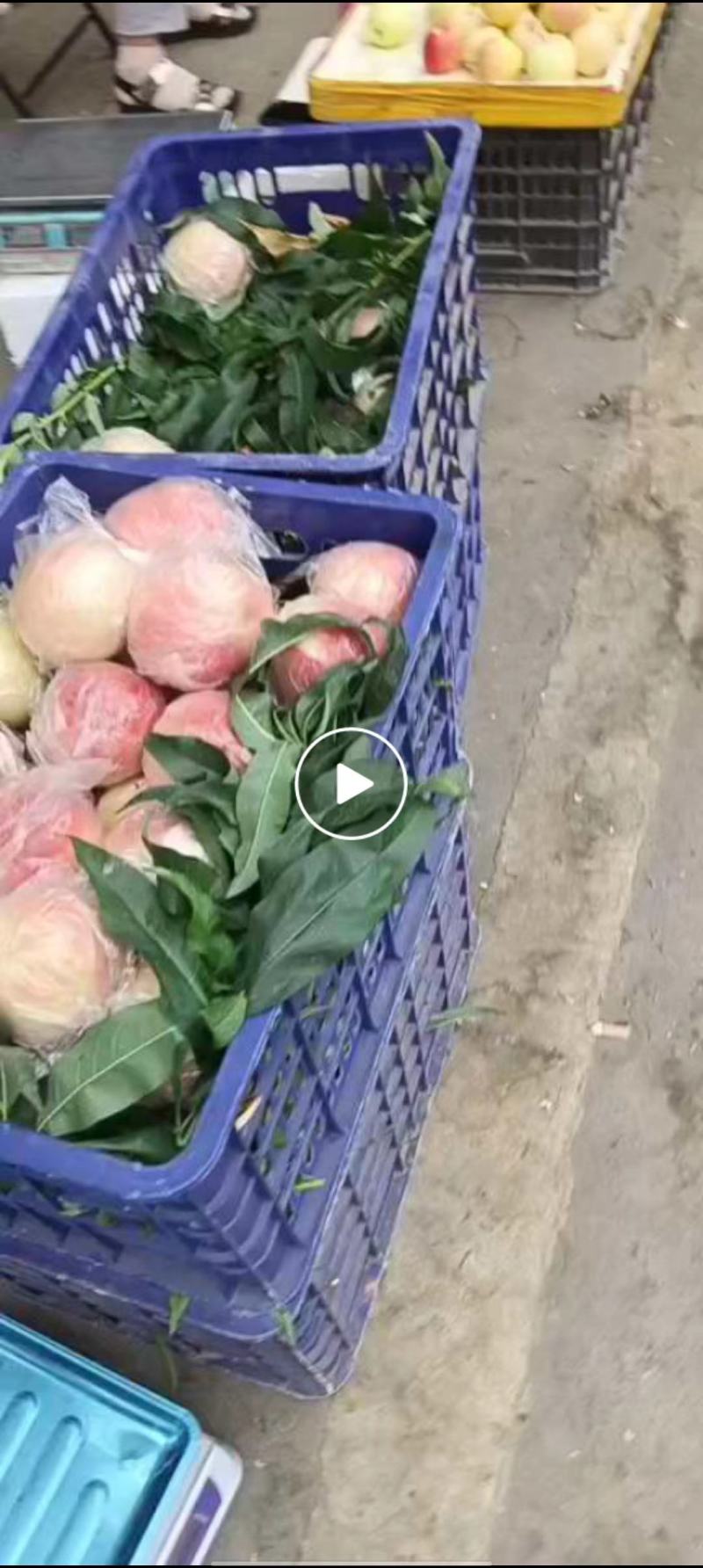 现供应阿富白桃12000斤，需要的客商朋友可前来洽谈咨询