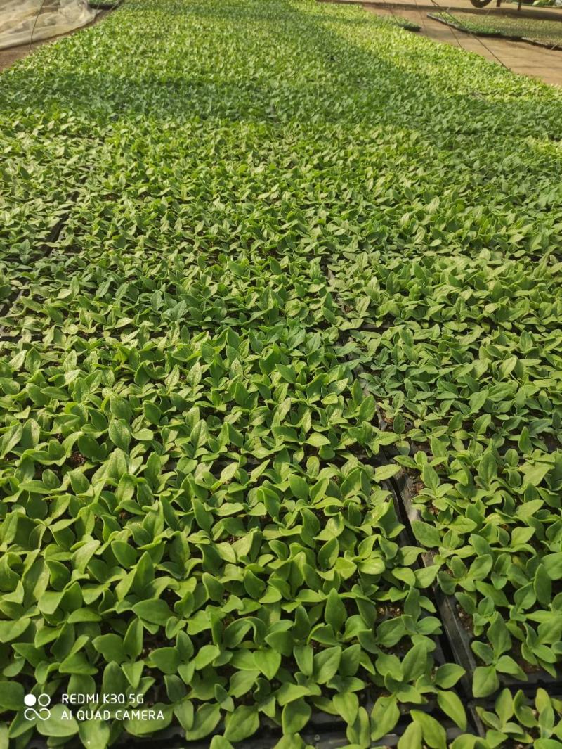 寿光一级冰菜苗大冰菜苗冰菜大苗非洲水晶冰草苗育苗基地
