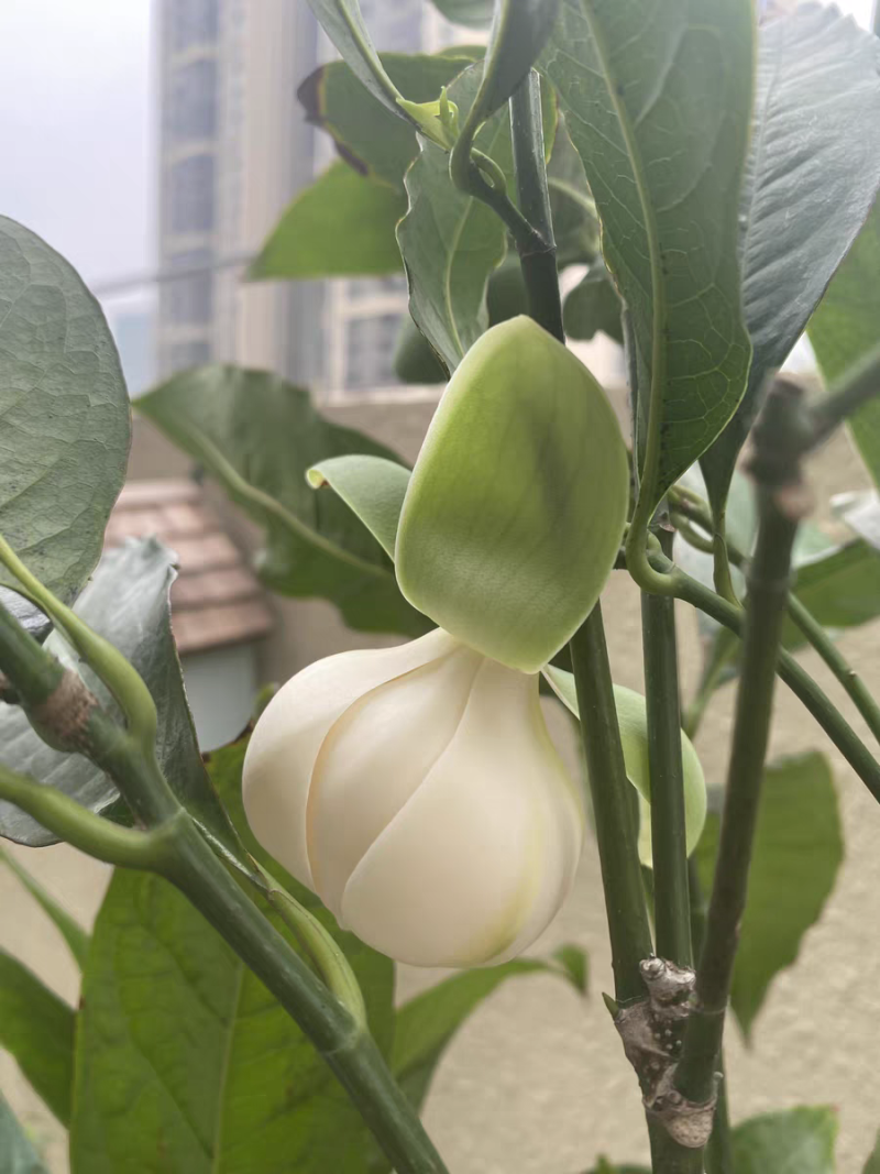 夜合花夜香木兰清香洁白阳台室内庭院盆栽
