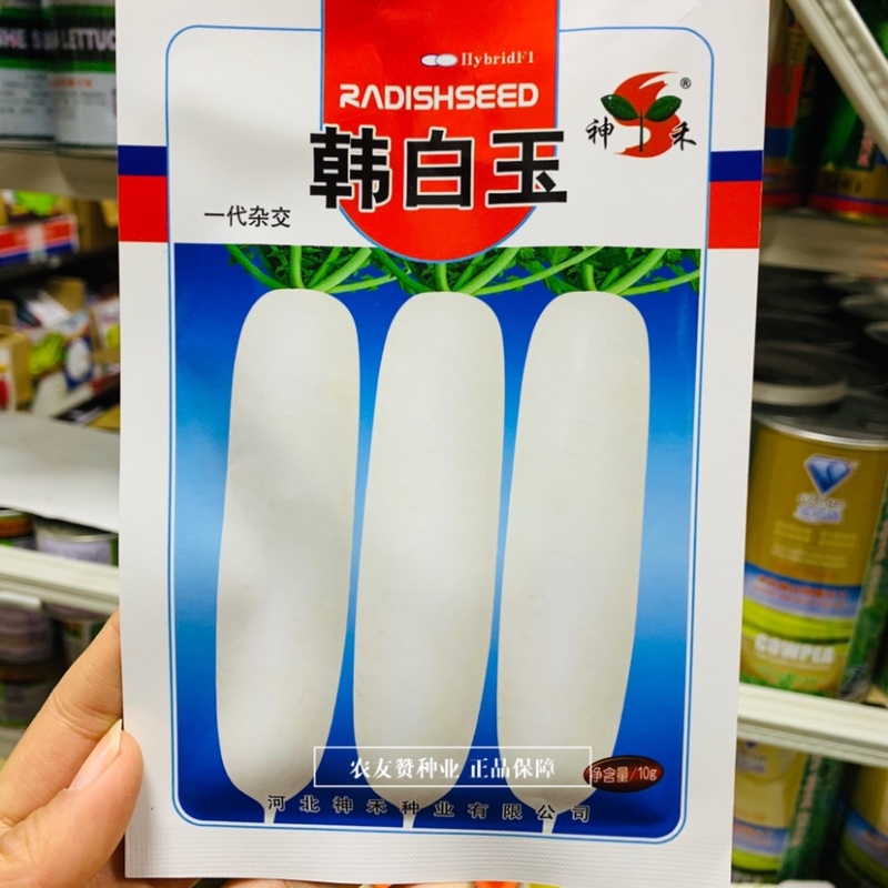 一代杂交韩白玉萝卜种子品质好生长快冬性强春秋白萝卜种子