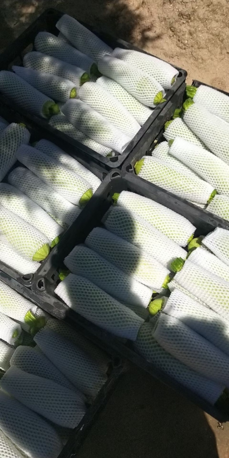 西葫芦大量上市中，稳定供货，质量保证，欢迎老板前来考察