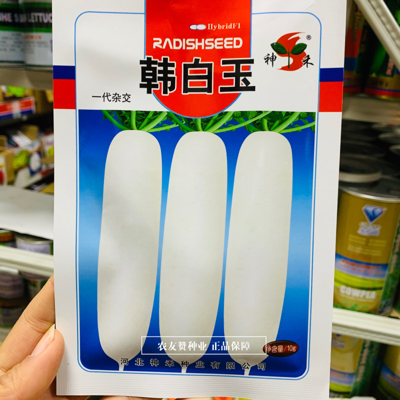一代杂交韩白玉萝卜种子品质好生长快冬性强春秋白萝卜种子