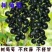 黑加仑树葡萄果树南方种植无籽可食用黑加仑苗批发野生树葡萄