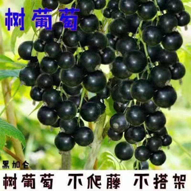 黑加仑树葡萄果树南方种植无籽可食用黑加仑苗批发野生树葡萄