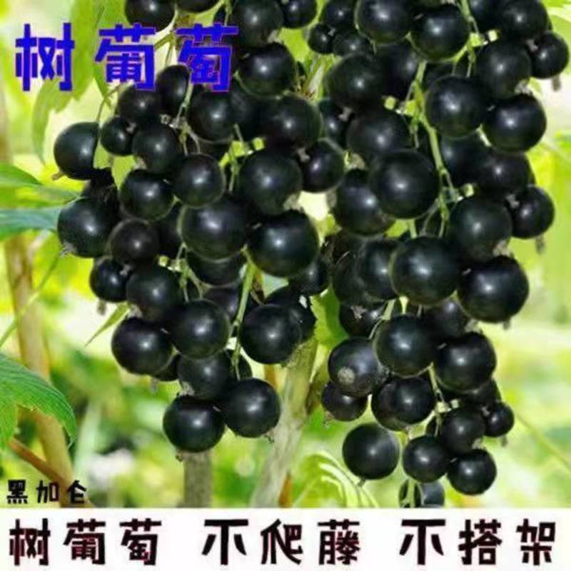 黑加仑树葡萄果树南方种植无籽可食用正宗阳台批发野生树葡萄