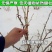 黑加仑树葡萄果树南方种植无籽可食用黑加仑苗批发野生树葡萄