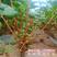 黑加仑树葡萄果树南方种植无籽可食用正宗阳台批发野生树葡萄