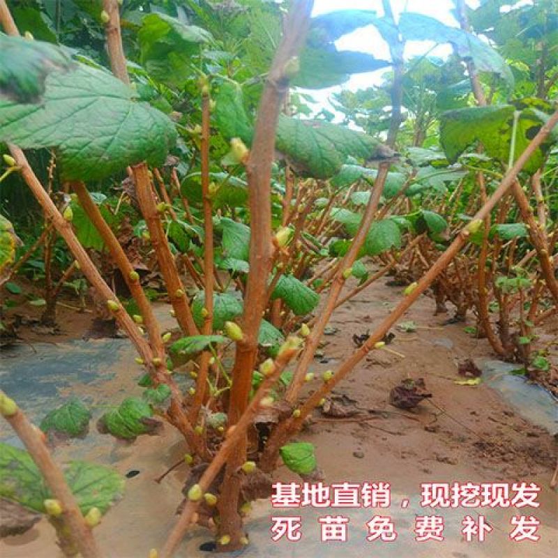 黑加仑树葡萄果树南方种植无籽可食用黑加仑苗批发野生树葡萄