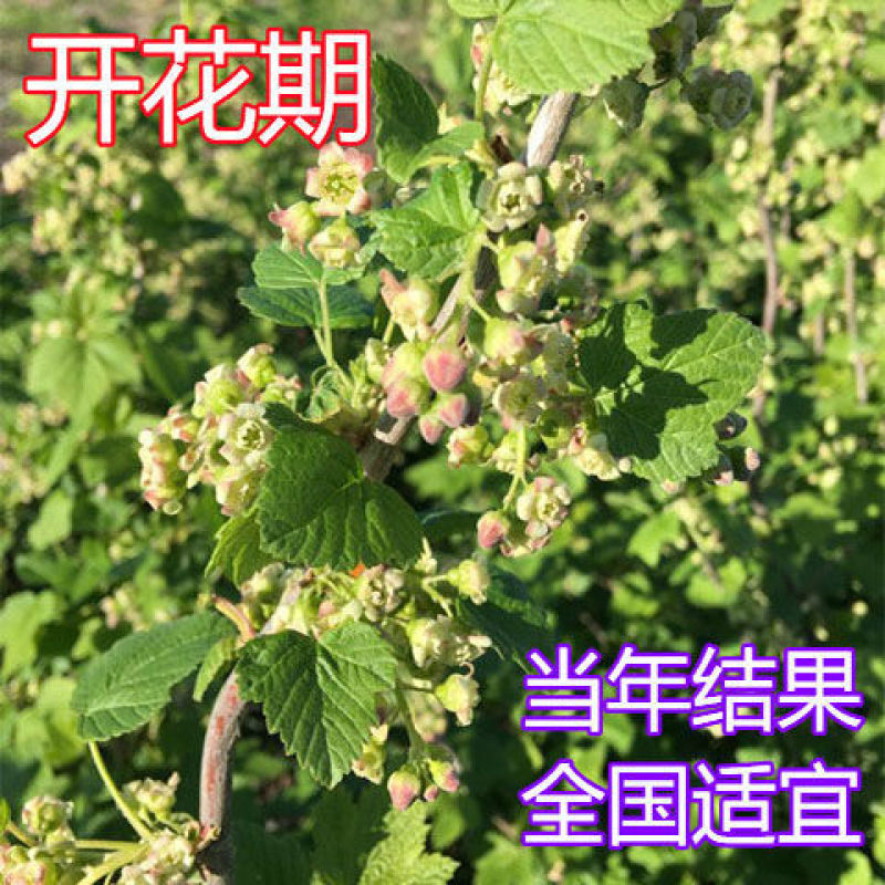 黑加仑树葡萄果树南方种植无籽可食用黑加仑苗批发野生树葡萄