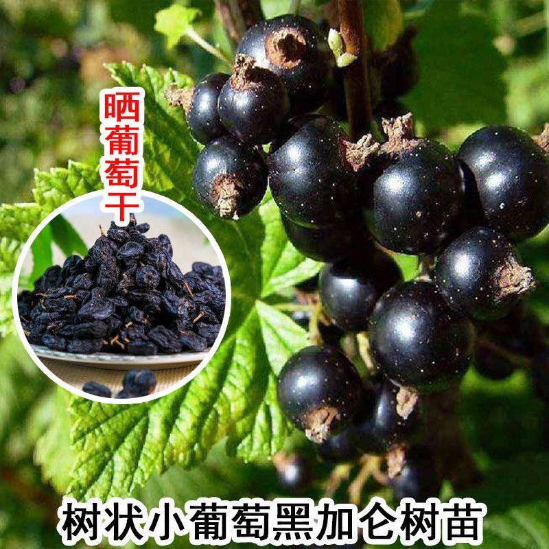 黑加仑树葡萄果树南方种植无籽可食用黑加仑苗批发野生树葡萄